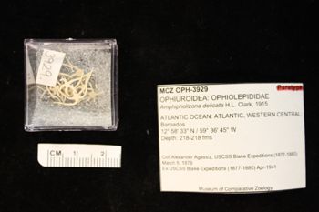 Media type: image;   Invertebrate Zoology OPH-3929